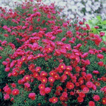 Астра новобельгийская Уинстон Черчиль