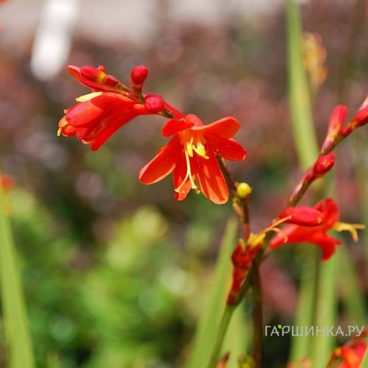 Крокосмия (монтбреция) Ред Кинг