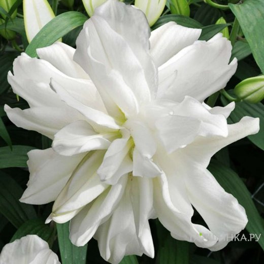 Лилия Лотус Айс восточная махровая