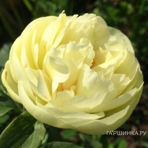 Пион Лемон Шифон