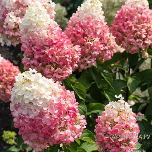 Живая изгородь: Гортензия Пинки Промис 10шт