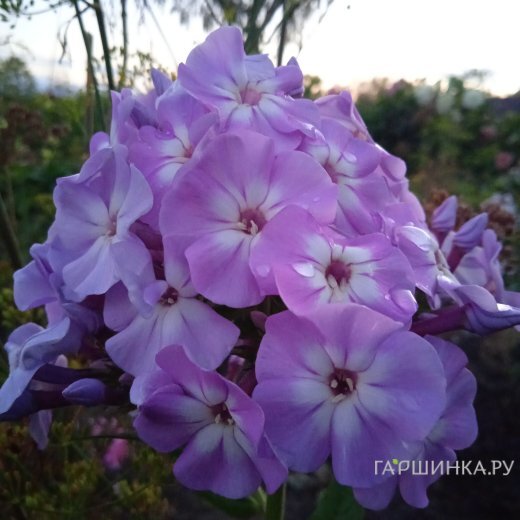 Флокс Мирослав