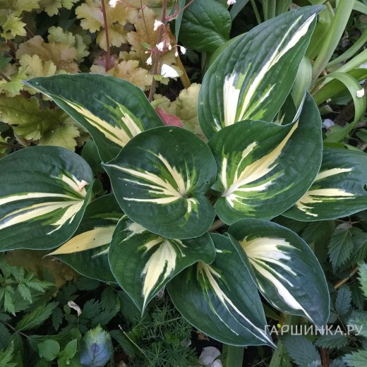 Хоста Клиффордс Стингрей (ML)