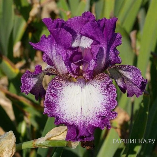 Ирис бородатый Отумн Энкор