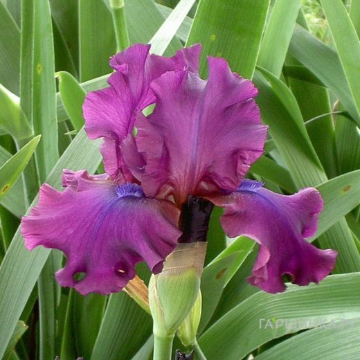 Ирис бородатый Салтри Муд