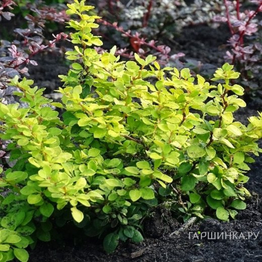 Барбарис Тунберга Голден Горизонт