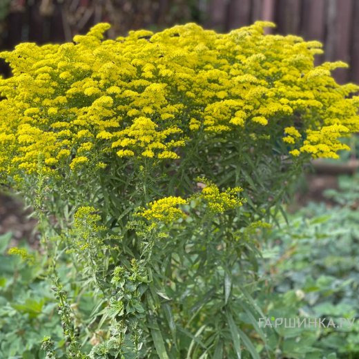 Золотарник (солидаго) Супер