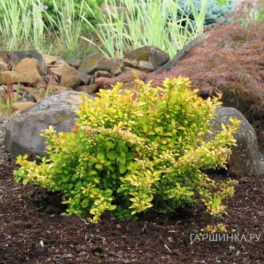 Барбарис Тунберга Лимончелло Бейлерин
