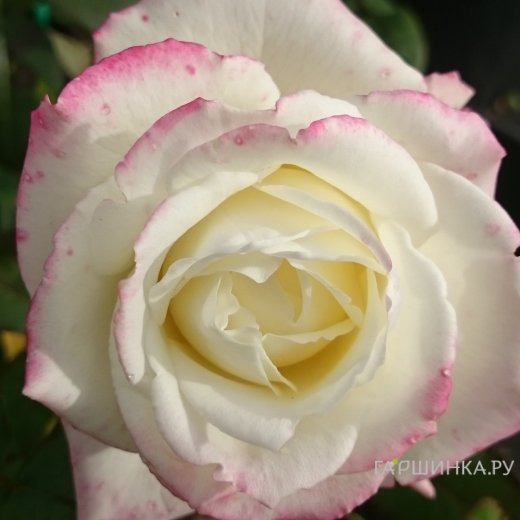 Роза Атена чайно-гибридная, Топалович (лиц)