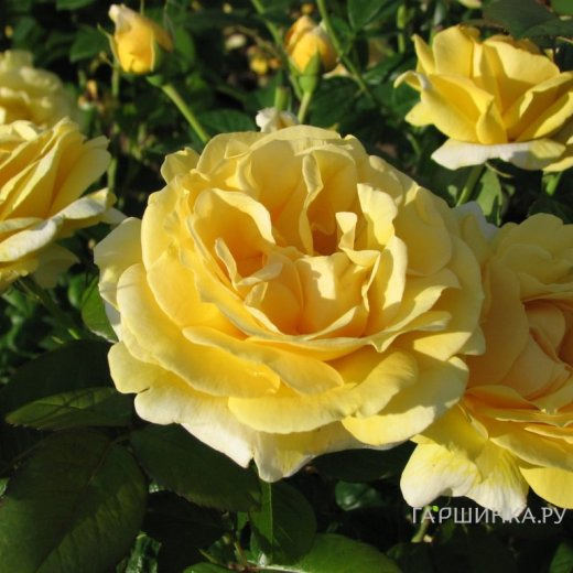 Роза Микеланджело чайно-гибридная, Top Roses