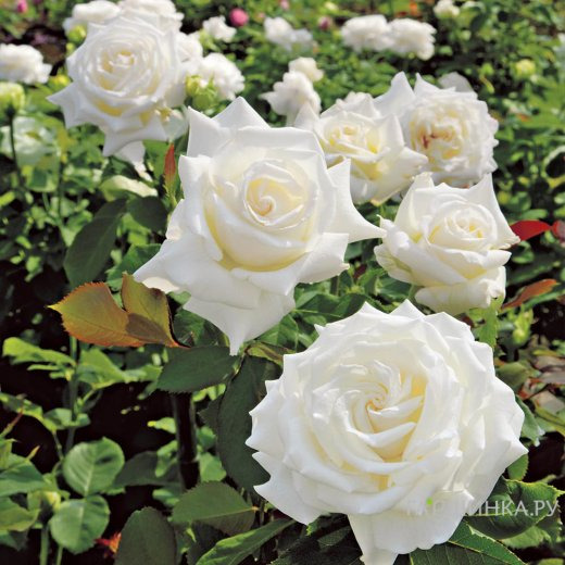 Роза Минни чайно-гибридная, Imperial Rose