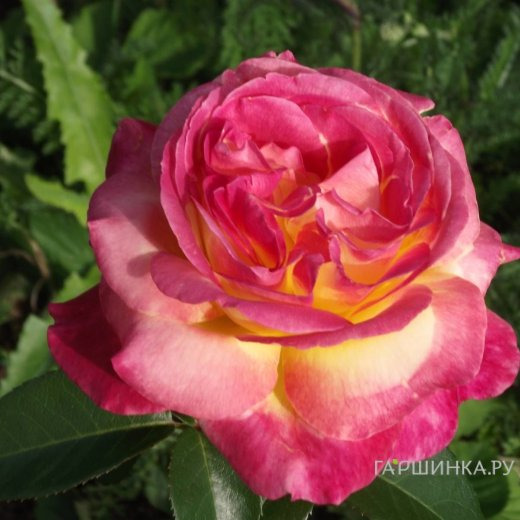 Роза Пульман Ориент Экспресс чайно-гибридная, Top Roses