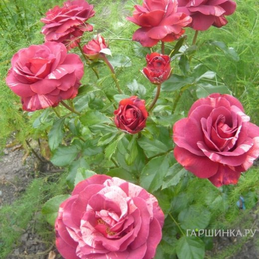 Роза Брауни плетистая, Imperial Rose