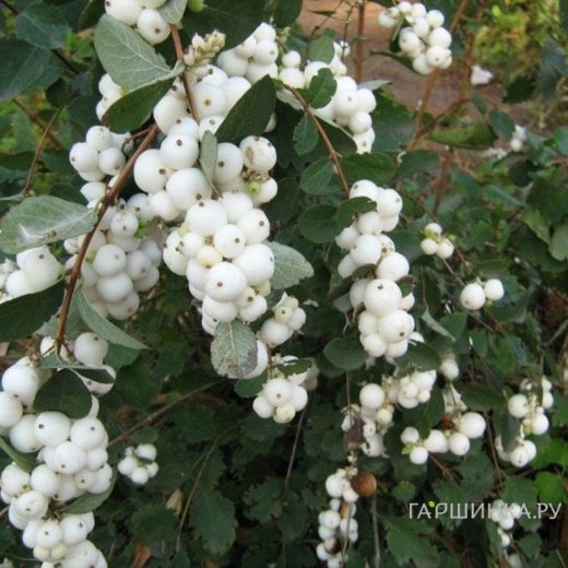 Снежноягодник Вайт Хедж