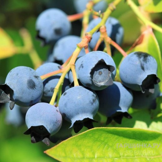 Голубика Элизабет