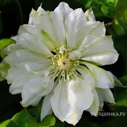 Клематис Юкиокоши махровый (2)