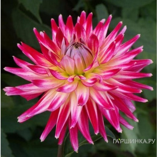 Георгина Электрик Флеш кактусовидная