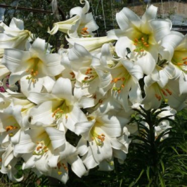 Лилия Регал Альбум трубчатая