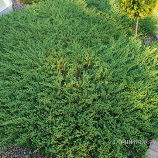 Можжевельник Андорра Компакта горизонтальный