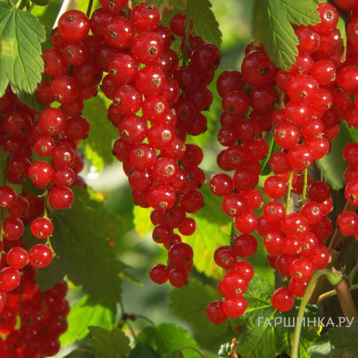 Смородина Коралловая красная (высокий урожай)