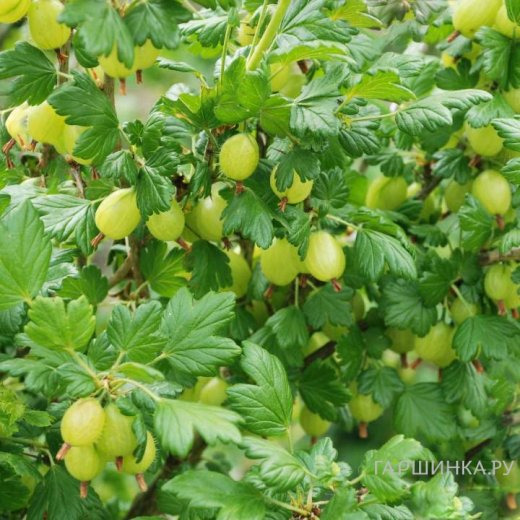 Крыжовник Кельтайнен крупноплодный желтый
