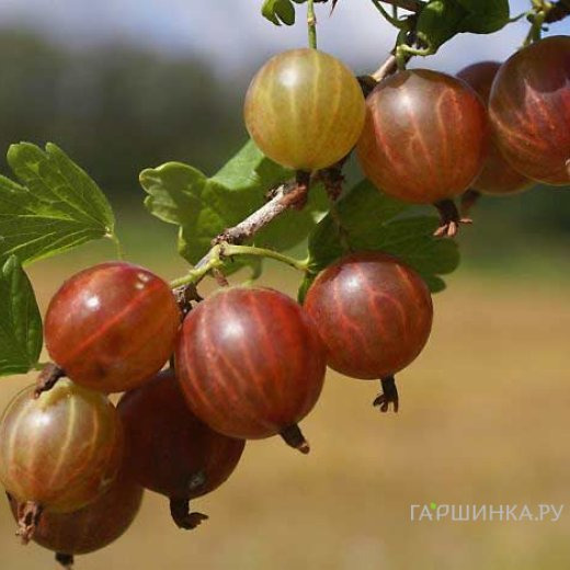 Крыжовник Раволт слабошипованный