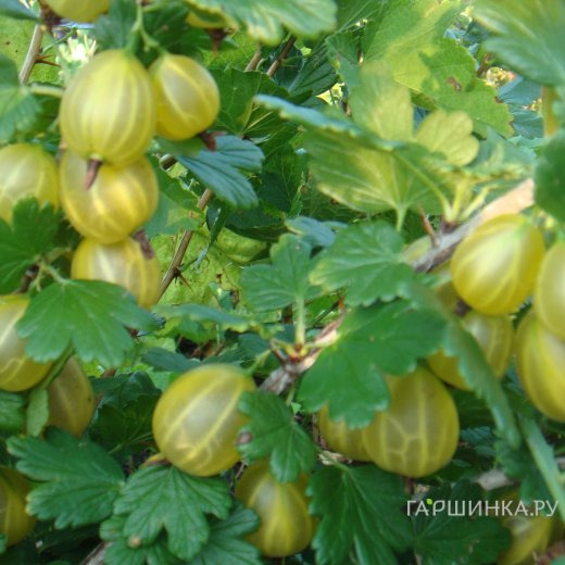 Крыжовник Юбилейный крупноплодный желтый