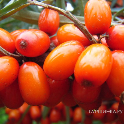 Облепиха Дар МГУ