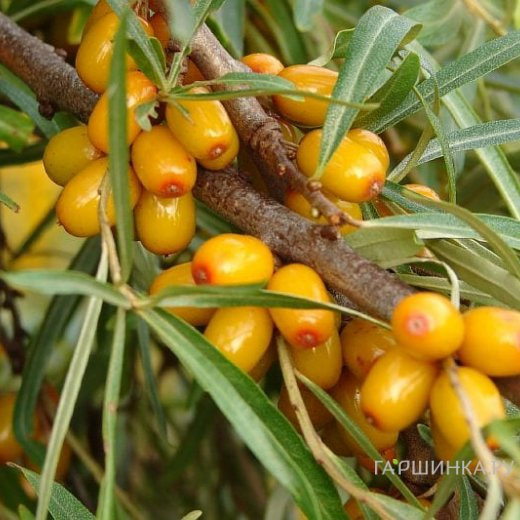 Облепиха Желтоплодная