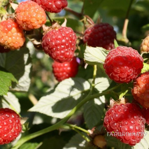 Малина Изобильная ремонтантная бесшипная
