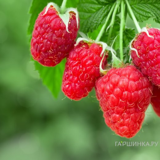 Малина Московский великан красная