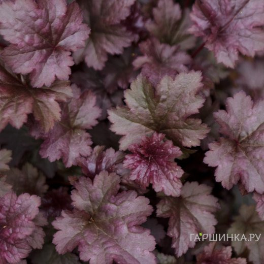 Гейхера Дарк Мистери