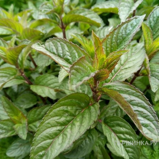 Мята Цитаро