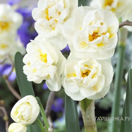 Нарцисс Брайд махровый 5шт