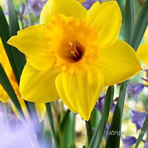 Нарцисс Карлтон крупнокорончатый 5шт.