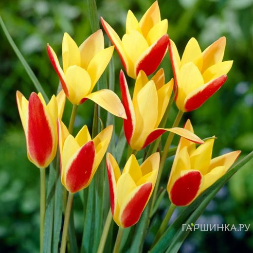 Тюльпан Клузиана Синтия карликовый 10шт.