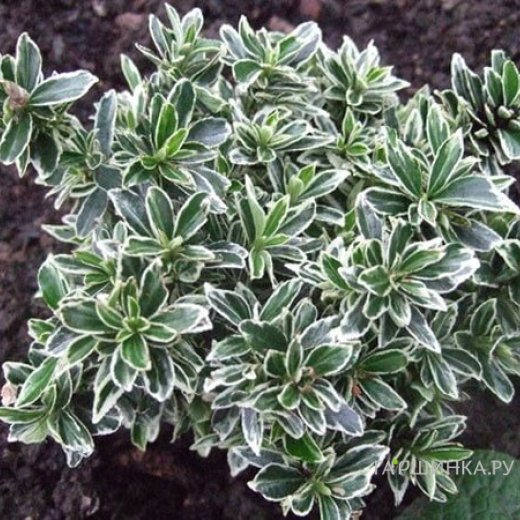 Бересклет японский Альбомаргинатус