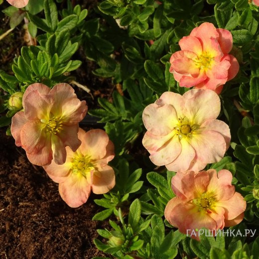 Лапчатка кустарниковая Белла Эппл