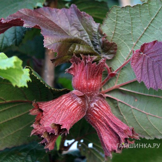Лещина обыкновенная Зеллернут (фундук)