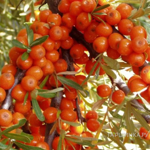 Облепиха крушиновидная Фрисдорфер Оранж