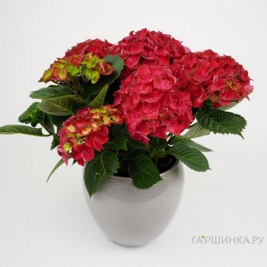 Гортензия Хай Торнадо крупнолистная (макрофила)