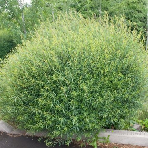 Ива Нана пурпурная