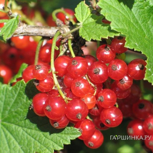 Смородина Пурпурная красная (крупная ягода)