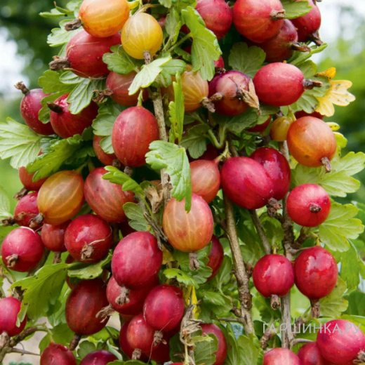 Крыжовник Яркий сладкий
