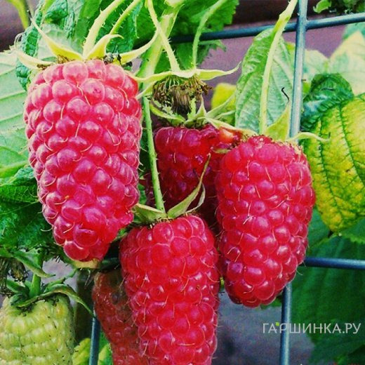 Малина Краса России бесшипная красная