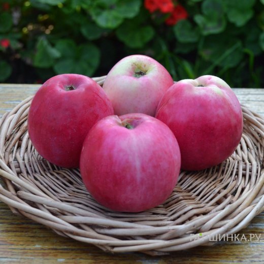 Яблоня Алое раннее