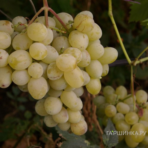 Виноград Лора столовый
