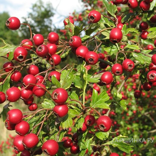 Боярышник Арнольда