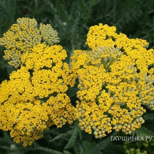 Тысячелистник Коронейшн Голд