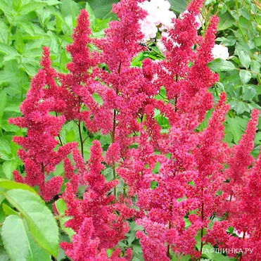 Астильба Арендса Гертруд Брикс